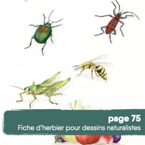 VIGNETTES LP BONUS JDE.006