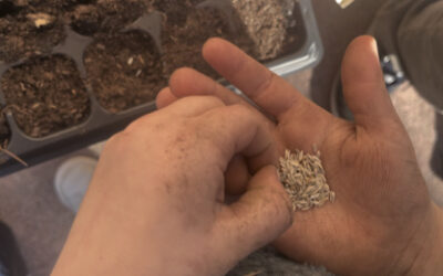 À vos marques… prêt ? Plantez !